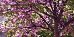 Foto A la sombra del algarrobo florecido