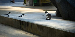 Foto Me ha parecido ver un lindo gatito